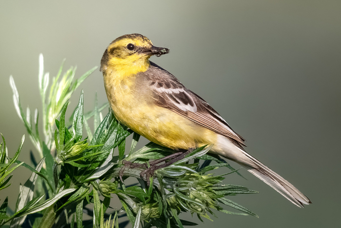 Жёлтая трясогузка что-то собрал птенцам.