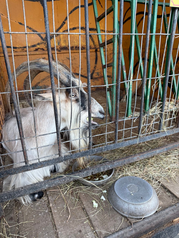 Козёл, который бодается, но клетка спасает посетителей.