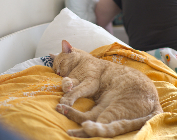 Послеобеденный отдых