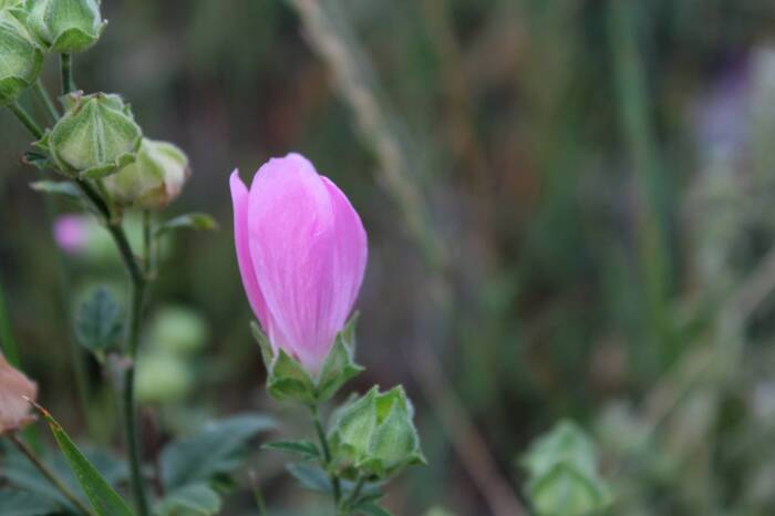 Мальва Тюрингенская