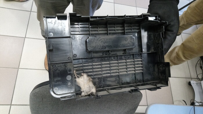 Мышиная трагедия