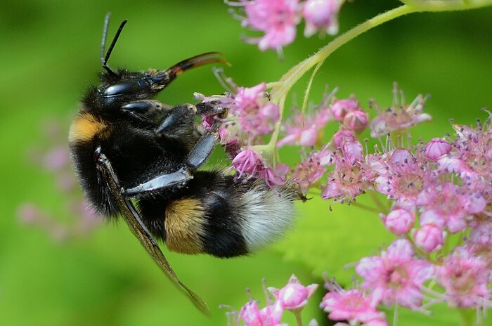 Крупный шмель