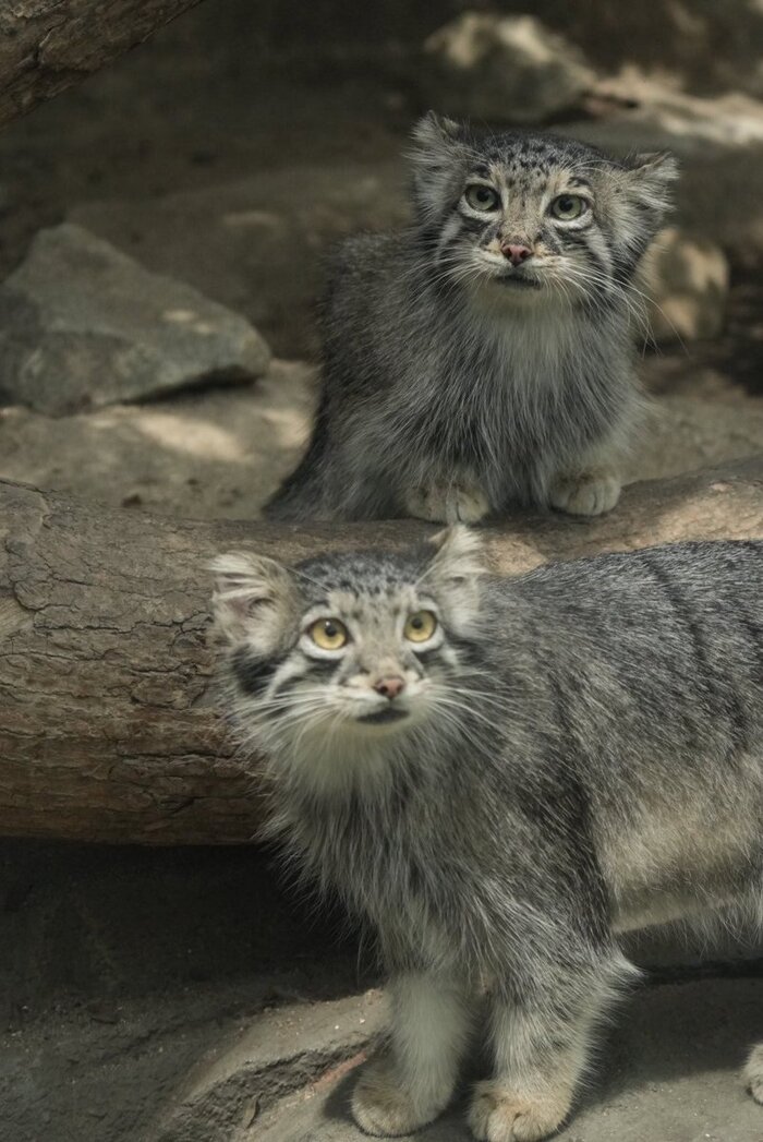 Мама и доча