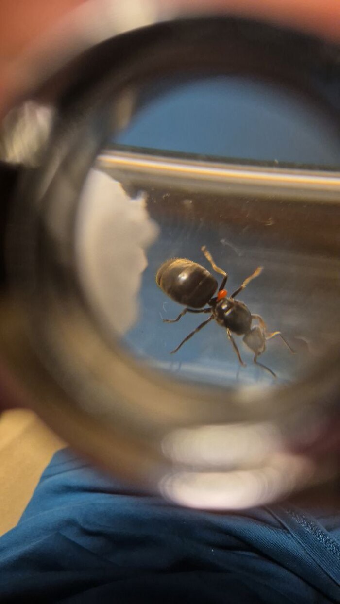 Нужна помощь! Поймал матку Lasius Niger после лета, через несколько дней обнаружил вот эту фигню. Что это и чем лечить?