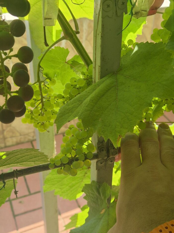 " ".   95 ,   -    ,  .  1   brix  17-18,     .   ,  10-15     "" .