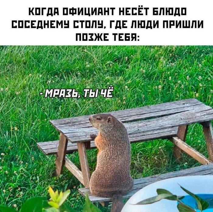   ,   , , , , Telegram (), 