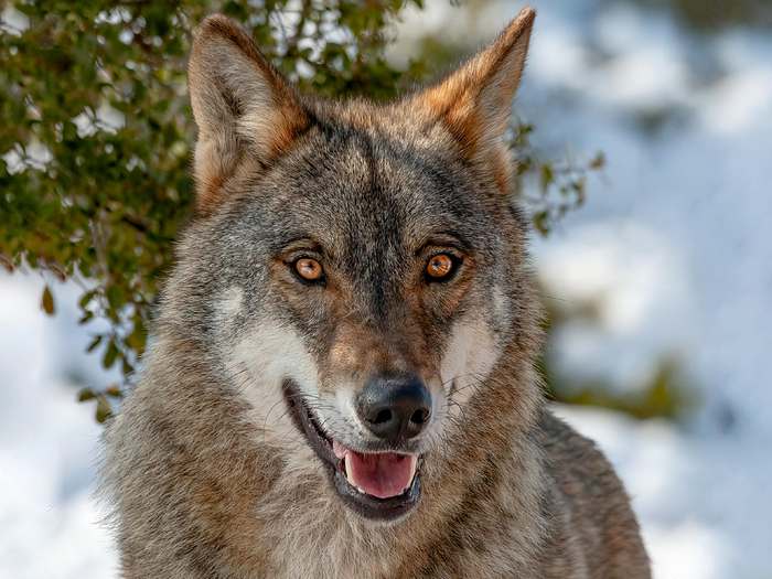 Волк сумеет выжить везде: в таёжных чащобах и степных просторах, в горных ущельях и арктической тундре, даже на окраинах шумных городов.