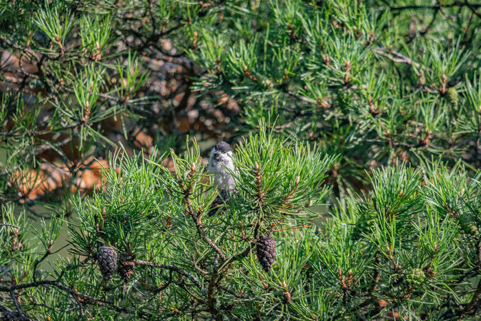 Буроголовая гаичка