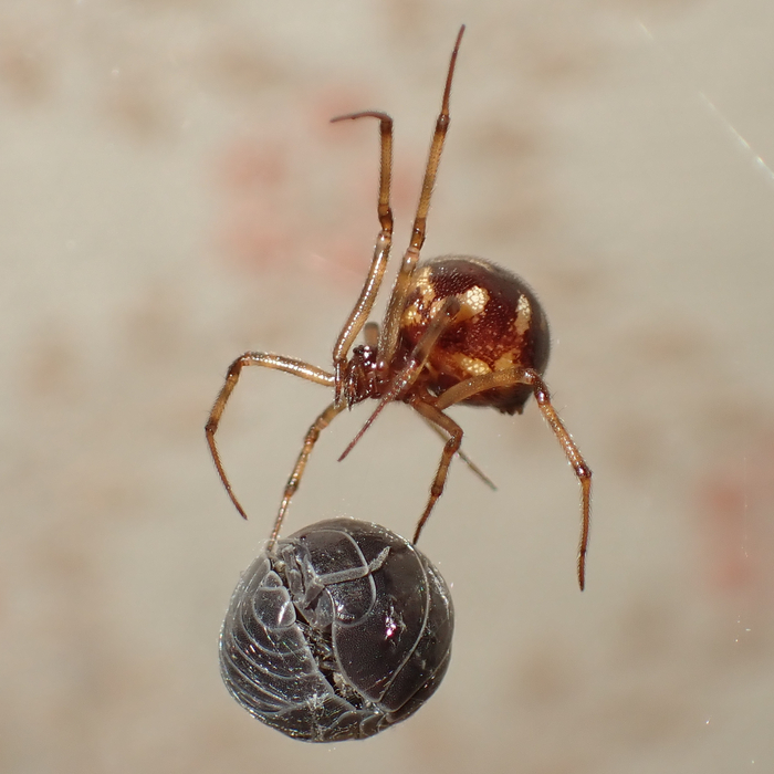 ,   ,  !    ,        -.     ,  ,         !