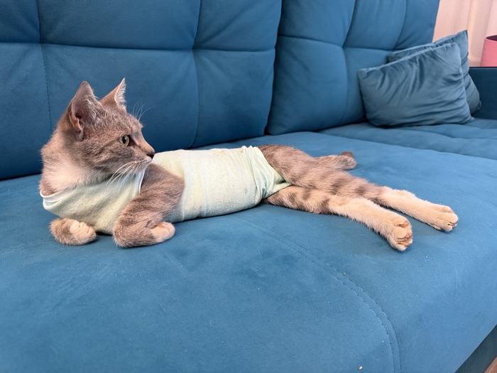 Мамочка котят