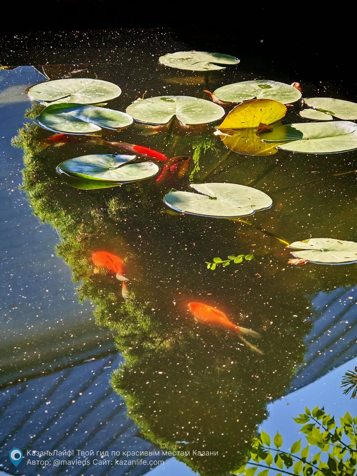 Пруд с золотыми рыбками в Зилантовом монастыре Золотая рыбка, Казань, Пруд, Мобильная фотография