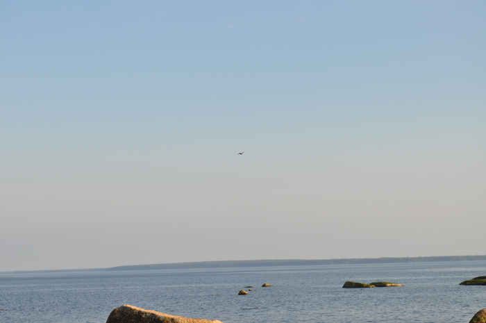 Заваленный горизонт и птица, которой нет дела до наших проблем