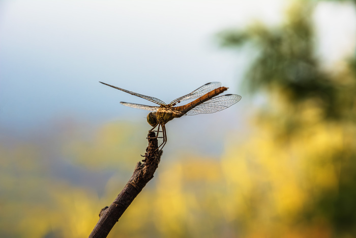 Хрупкое равновесие