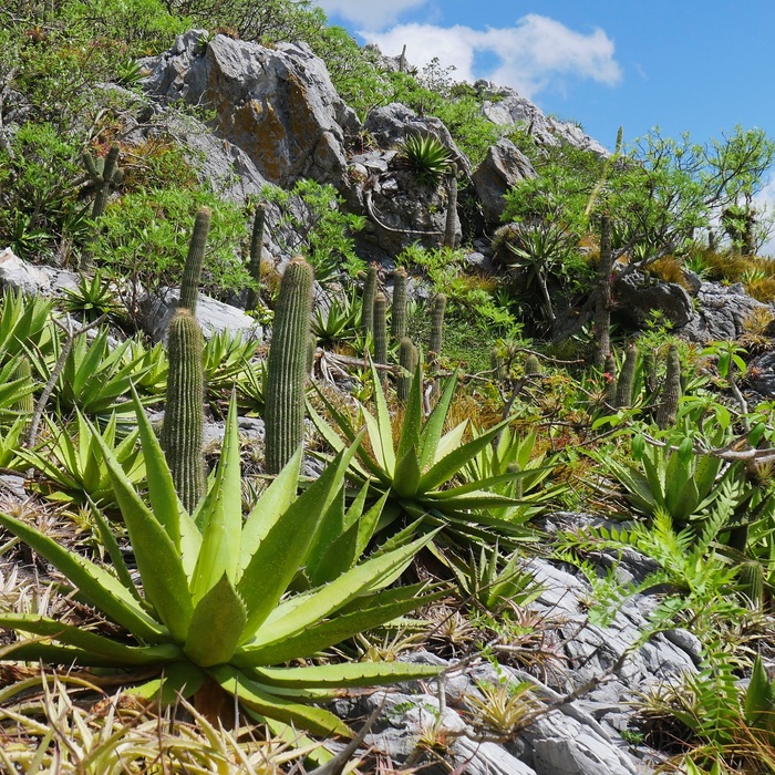 Сссыкуны, блевуны, бздуны и харчманы.)
