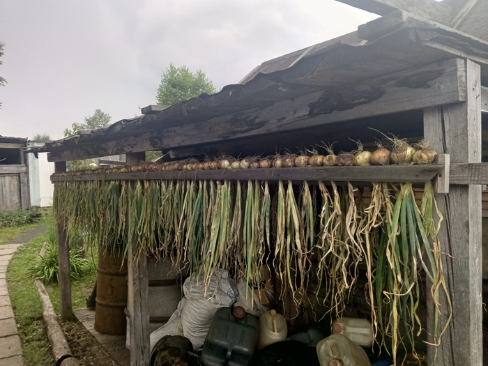 Сушим лук нехитрым способом.