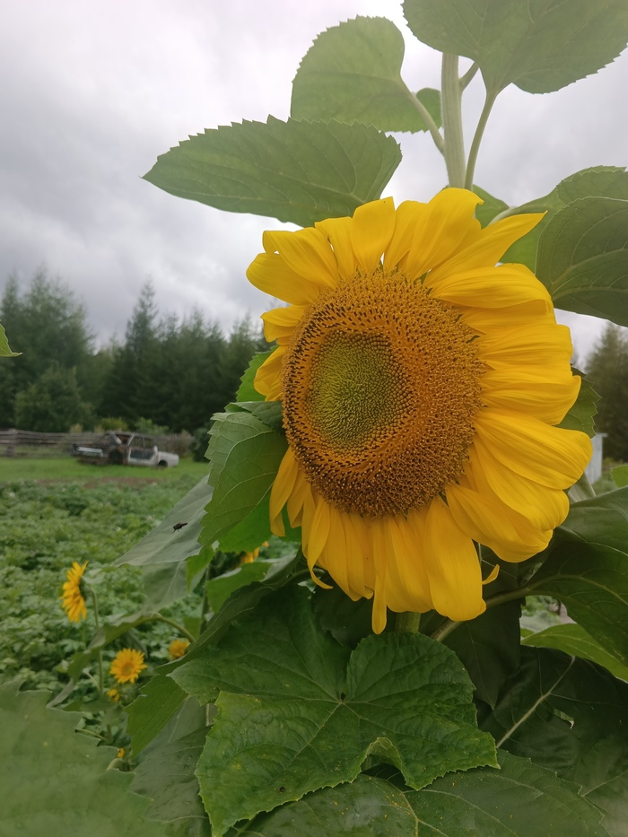 Ну и немного красоты - вызреет и будут семечки к просмотру фильма.