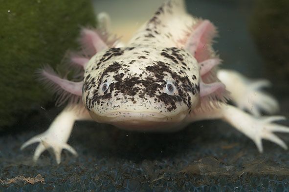 пегий аксолотль