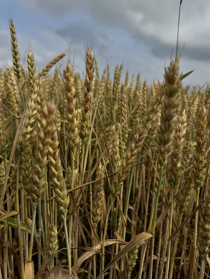 Тишина и зёрна