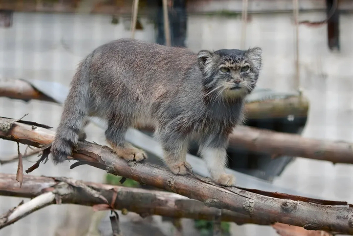 Не рад манул посетителям