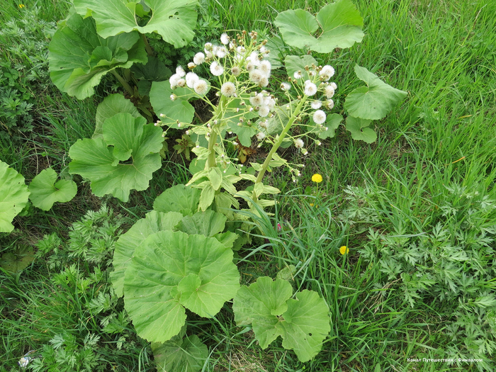 Плодоносящий белокопытник широкий (его называют на Сахалине "лопух")