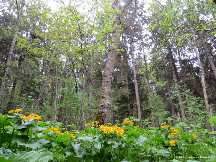 Калужница дудчатая.