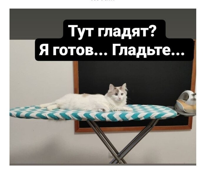 Любит поглажухи