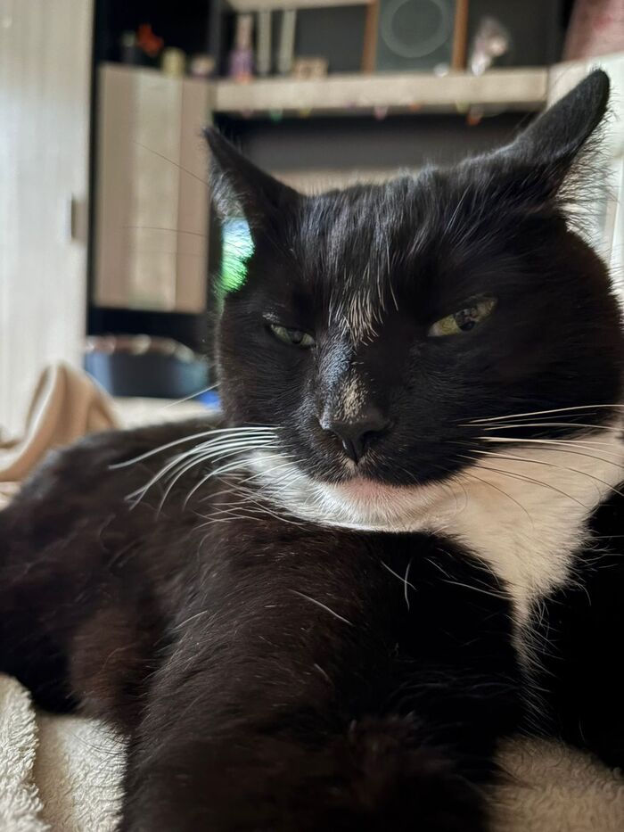 Кошка-подозревака