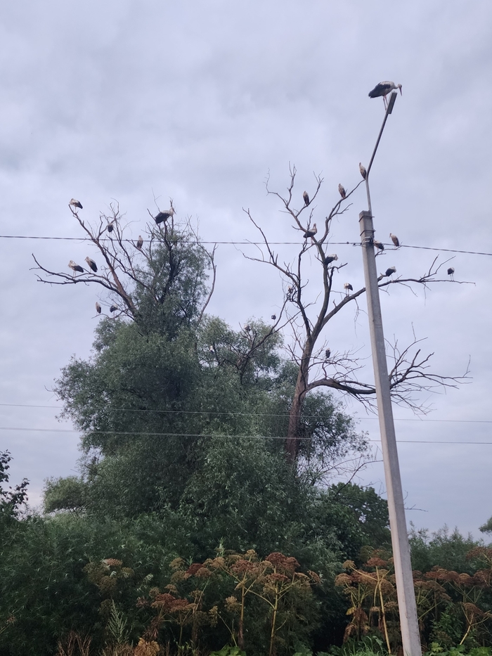 �������� ��� ����