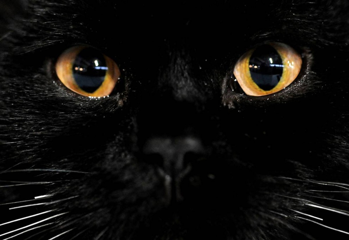 Глаза кошки на выставке в Москве.