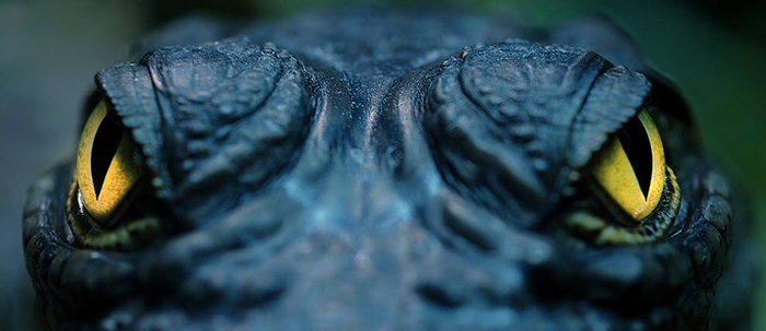 Детеныш крокодила.