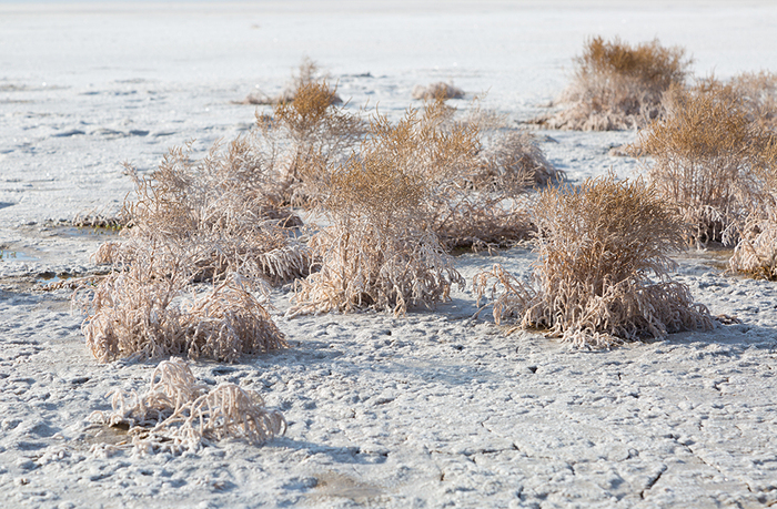      ( : <!--noindex--><a href="https://pikabu.ru/story/yelton__odno_iz_samyikh_solenyikh_ozer_v_mire_13067109?u=https%3A%2F%2Fmoya-planeta.ru%2Freports%2Fview%2Felton_49163%3Fysclid%3Dm7kxuqgozi55357214&t=https%3A%2F%2Fmoya-planeta.ru%2Freports%2Fview%2Felton_49163%3Fysclid%3Dm7kx...&h=d61c22c24d32e1da452d28c04bf39c65fc8aa427" title="https://moya-planeta.ru/reports/view/elton_49163?ysclid=m7kxuqgozi55357214" target="_blank" rel="nofollow noopener">https://moya-planeta.ru/reports/view/elton_49163?ysclid=m7kx...</a><!--/noindex-->)