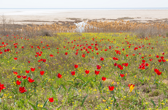        ( : <!--noindex--><a href="https://pikabu.ru/story/yelton__odno_iz_samyikh_solenyikh_ozer_v_mire_13067109?u=https%3A%2F%2Fmoya-planeta.ru%2Freports%2Fview%2Felton_49163%3Fysclid%3Dm7kxuqgozi55357214&t=https%3A%2F%2Fmoya-planeta.ru%2Freports%2Fview%2Felton_49163%3Fysclid%3Dm7kx...&h=d61c22c24d32e1da452d28c04bf39c65fc8aa427" title="https://moya-planeta.ru/reports/view/elton_49163?ysclid=m7kxuqgozi55357214" target="_blank" rel="nofollow noopener">https://moya-planeta.ru/reports/view/elton_49163?ysclid=m7kx...</a><!--/noindex-->)