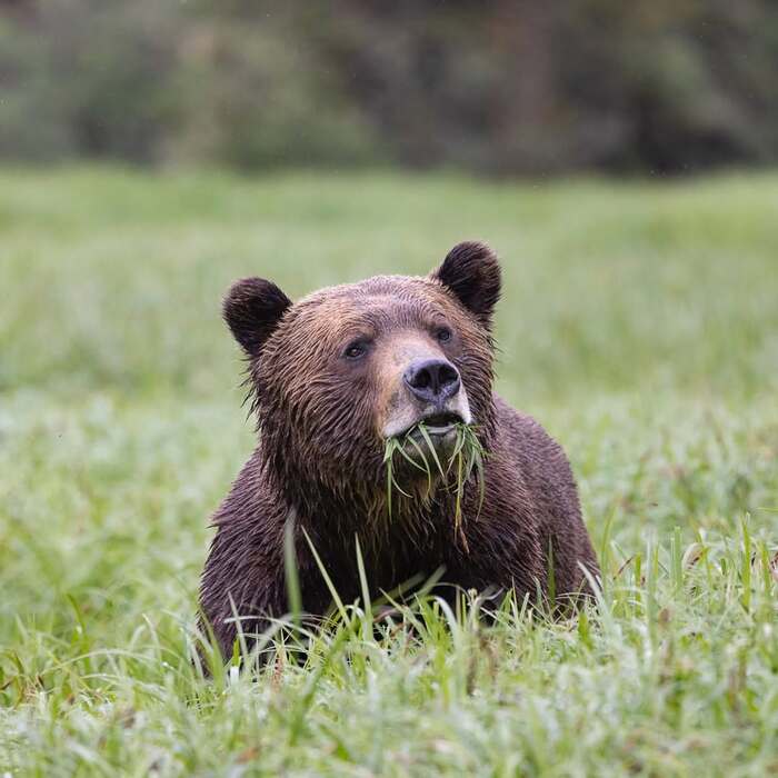 К салату что-нибудь будет?