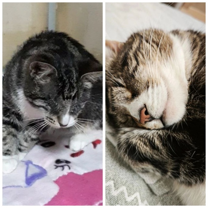 Кошечка Барселона, уехала домой из приюта 2 ноября 2019 года.