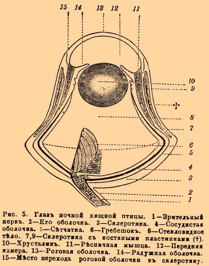 ����: ������ ������� ����