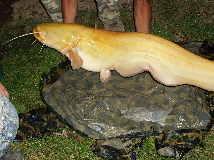 Также действует зубной ряд сома. Добыча, попавшая в капкан сома, обречена: любое движение в попытке вырваться лишь глубже вонзает острые «крючки». Сом фиксирует цель и не даёт ей вырваться. На фотографии сом-альбинос.