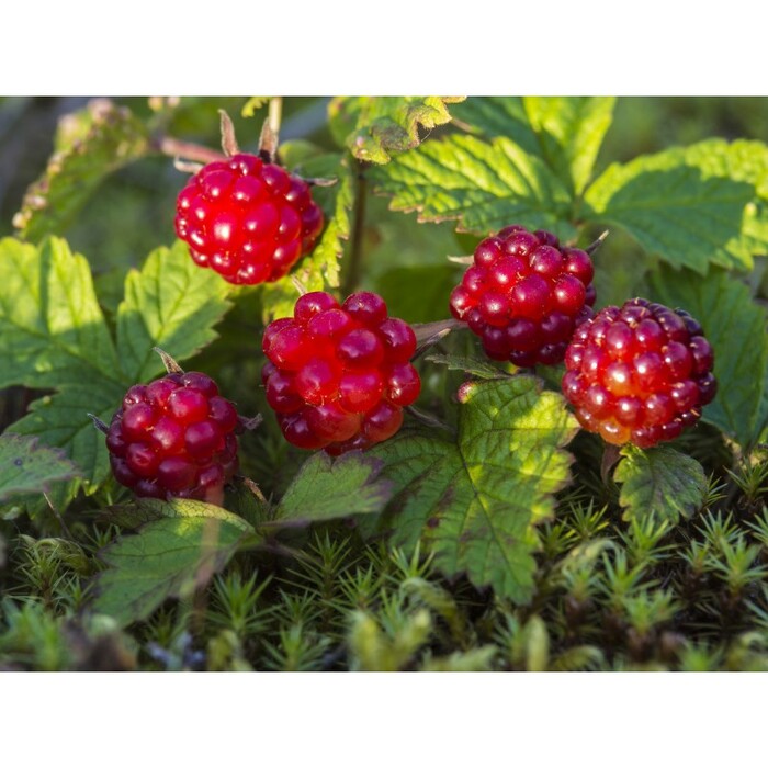 .    <!--noindex--><a href="https://pikabu.ru/story/taezhnyie_yagodyi_13070755?u=http%3A%2F%2Fflorasibiri.ru&t=florasibiri.ru&h=d96c103ee1e1510911c5d0138dcbbf48af94d915" title="http://florasibiri.ru" target="_blank" rel="nofollow noopener">florasibiri.ru</a><!--/noindex-->.