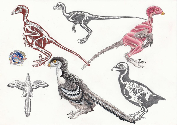       Archaeopteryx lithographica.      (Scipionyx samniticus,   )    (Alectoris rufa,   ,  ).