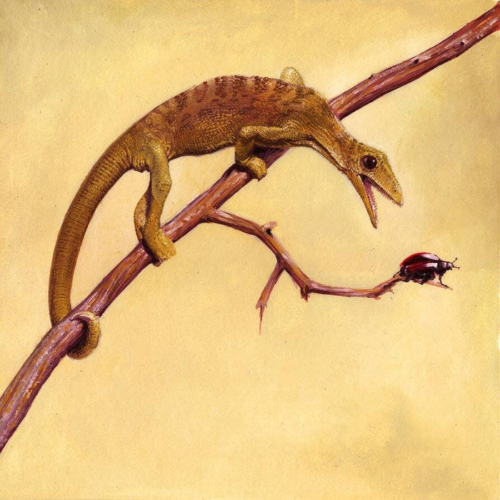  (Megalancosaurus)      ,  , , ,  ,  ,   (), 
