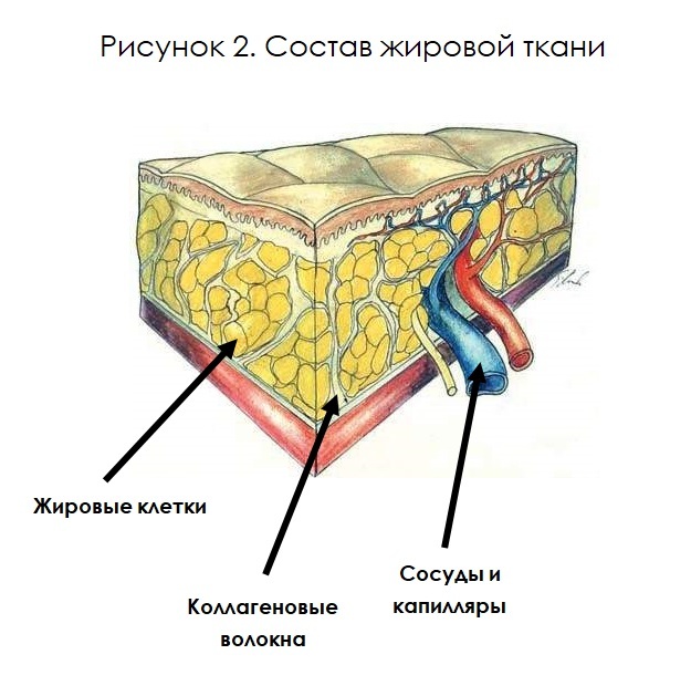 Рисунок 2. Состав жировой ткани человека