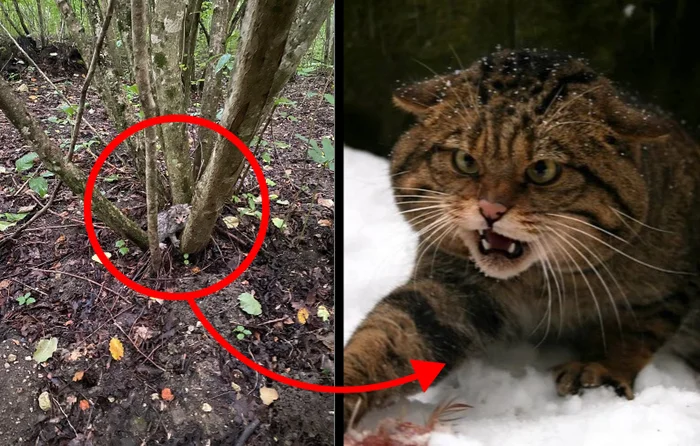 Лесной кот: Никогда не подбирайте котят в лесу. Это совсем другое, весьма опасное, животное Лесной кот, Животные, Дикие животные, Яндекс Дзен, Яндекс Дзен (ссылка), Длиннопост, Семейство кошачьих, Волна постов Лесной кот: Никогда не подбирайте котят в лесу. Это совсем другое, весьма опасное, животное Лесной кот, Животные, Дикие животные, Яндекс Дзен, Яндекс Дзен (ссылка), Длиннопост, Семейство кошачьих, Волна постов