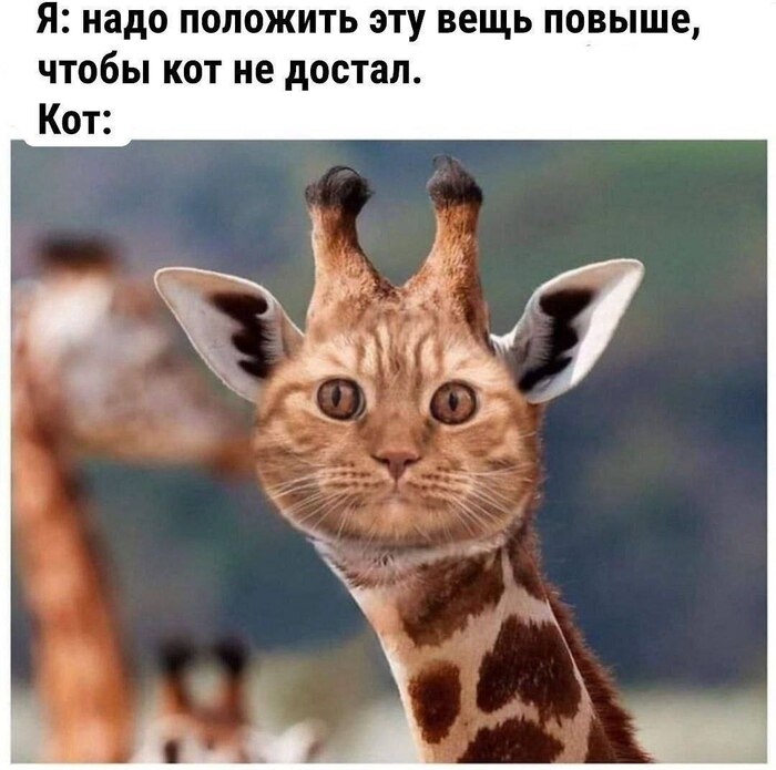 Как выгнать блоху