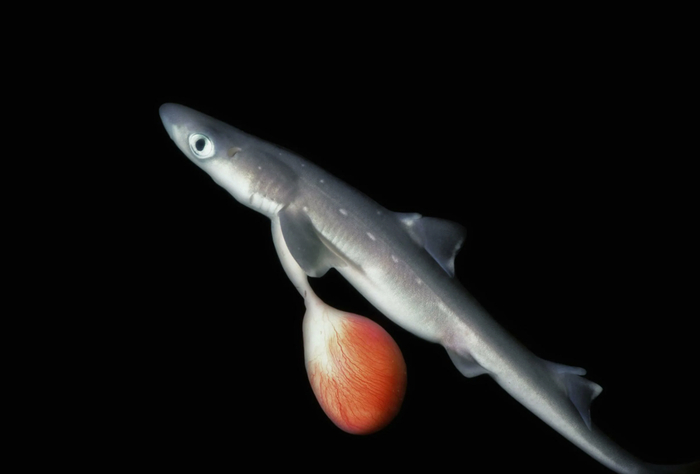 Самки катранов не откладывают икру. Они вынашивают акулят прямо внутри себя до вылупления. На свет появляются сразу жизнеспособные малыши с желточным мешком, который даст им запас пищи на несколько дней.