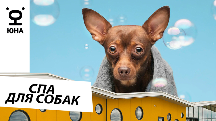 SPA  : -      