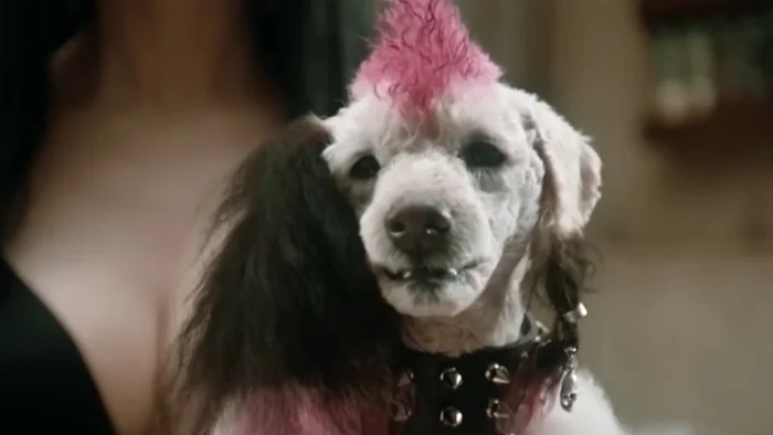 Как снимали фильм Эльвира - повелительница тьмы. Не путай Божий дар с яичницей... Голливуд, Актеры и актрисы, Классика, Ностальгия, Фильмы ужасов, Фильмы 80-х, Яндекс Дзен (ссылка), Фото со съемок, Эльвира повелительница тьмы, Длиннопост Как снимали фильм Эльвира - повелительница тьмы. Не путай Божий дар с яичницей... Голливуд, Актеры и актрисы, Классика, Ностальгия, Фильмы ужасов, Фильмы 80-х, Яндекс Дзен (ссылка), Фото со съемок, Эльвира повелительница тьмы, Длиннопост