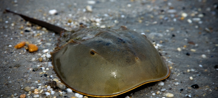 Даже в горячечном бреду я бы не перепутал эту злую кастрюлю с пауком.