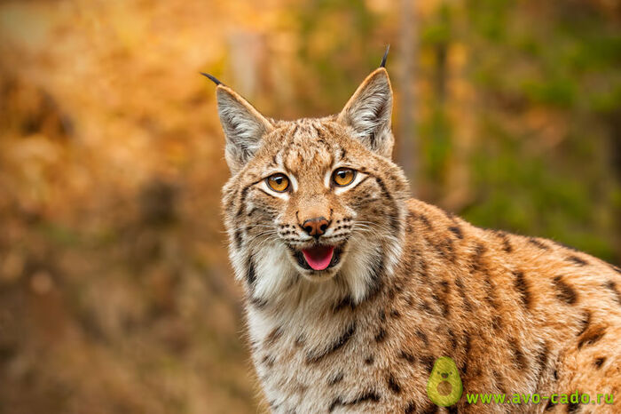 �������� ������ � ����� ^^