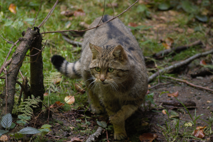 Знатная зверюга