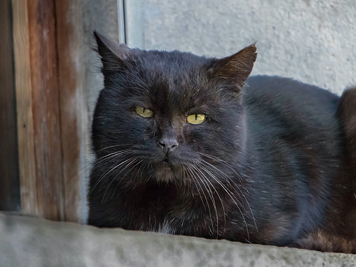 Кот по кличке Бегемот: питомец, который приносил удачу