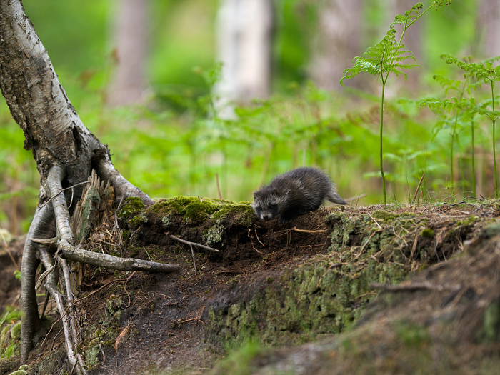 Щенок енотовидной собаки.